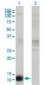 CSTB / Cystatin B / Stefin B Antibody (clone M2F1)